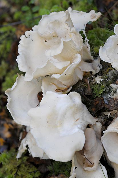 Pleurocybella porrigens