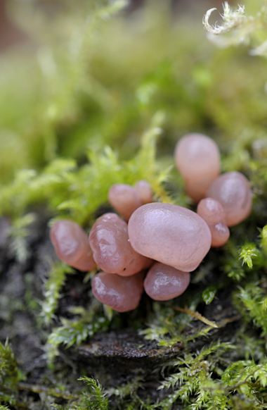 Ascocoryne sarcoides, anamorph