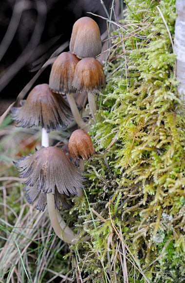 Coprinellus micaceus