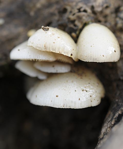 Crepidotus mollis