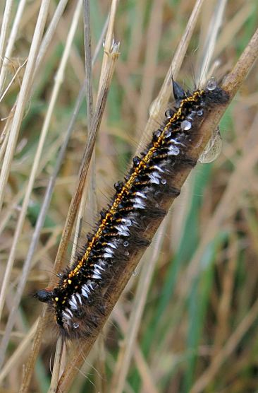 Euthrix potatoria caterpillar