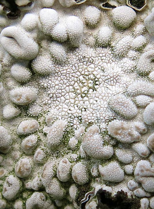 Lasallia pustulata