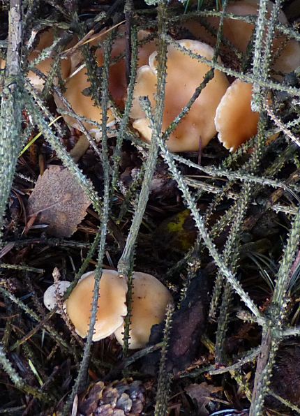 Lepista flaccida