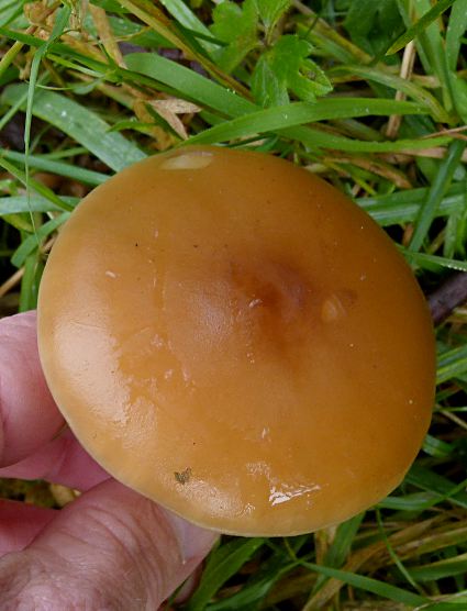 Melanoleuca cognata