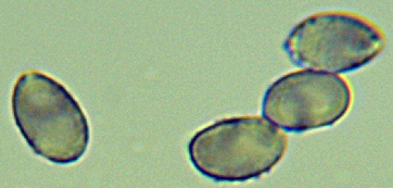 Melanoleuca cognata spores