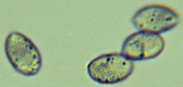 Melanoleuca cognata spores