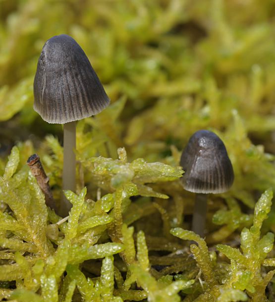 Mycena leptocephala