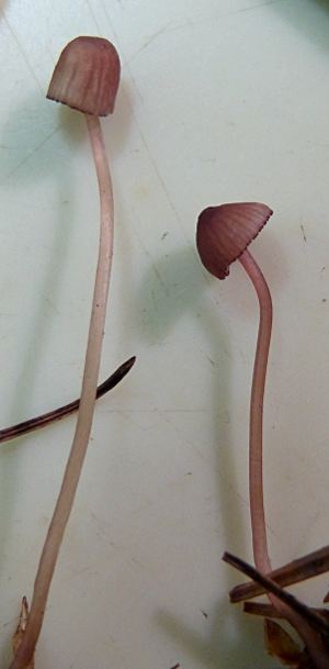 Mycena sanguinolenta