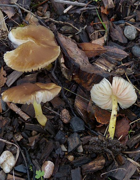 Pluteus romellii