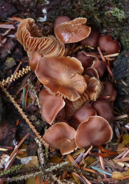 Unknown mushroom