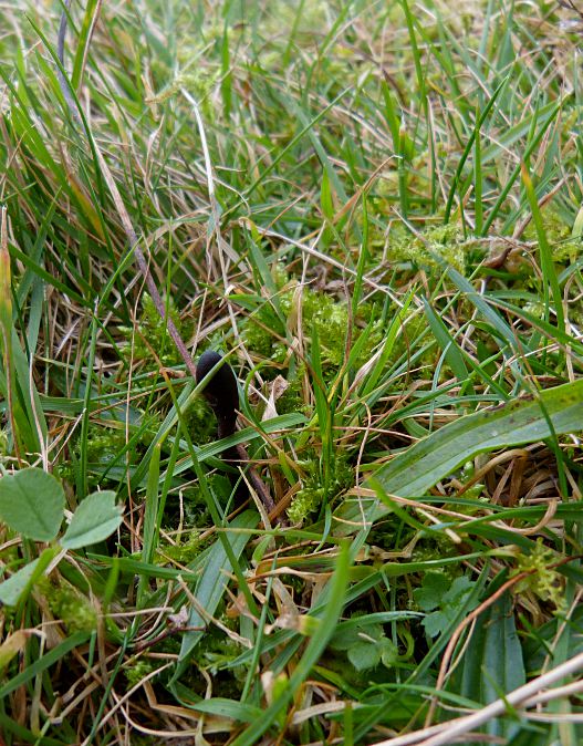 Geoglossum fallax