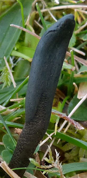 Geoglossum fallax