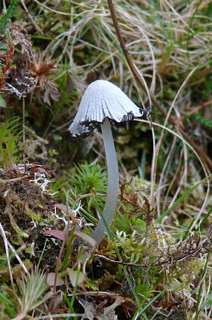 cf Coprinopsis sp