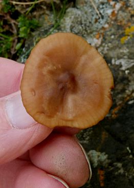 Hygrocybe colemanniana, cap surface