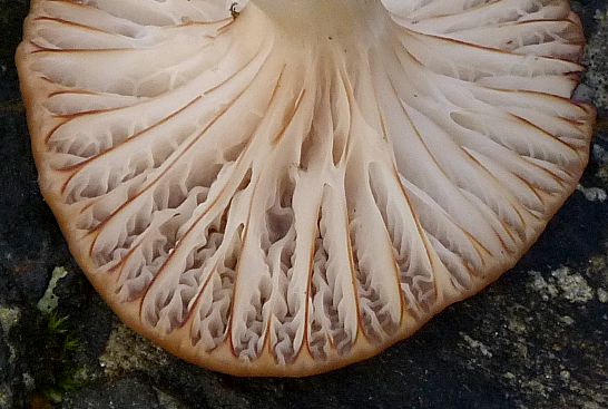 Hygrocybe colemanniana, gills