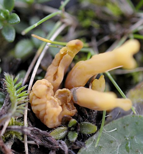 Clavulinopsis corniculata