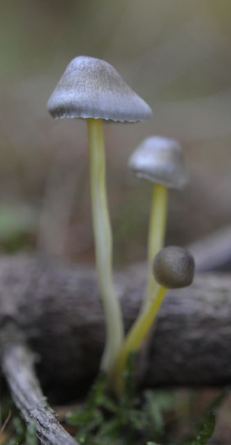 Mycena epipterygia