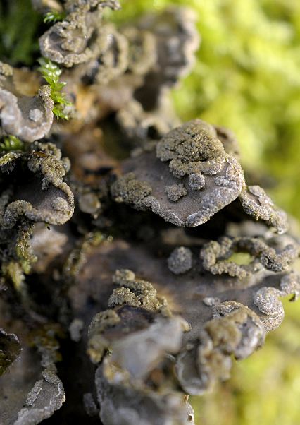 Sticta limbata
