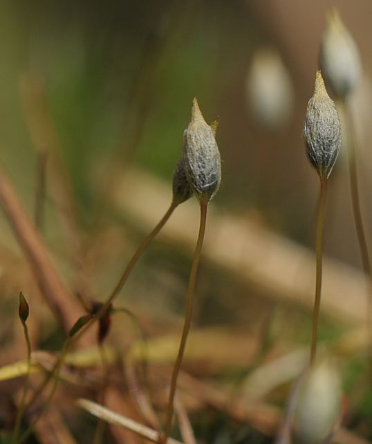 Moss capsules