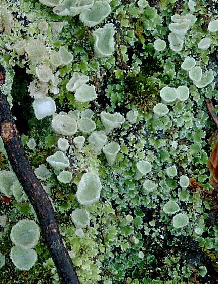 Cladonia chlorophaea s.l.