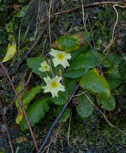 Primula vulgaris