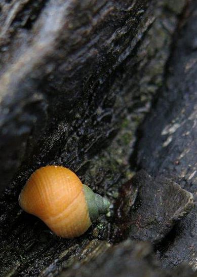 Littorina saxatilis agg.