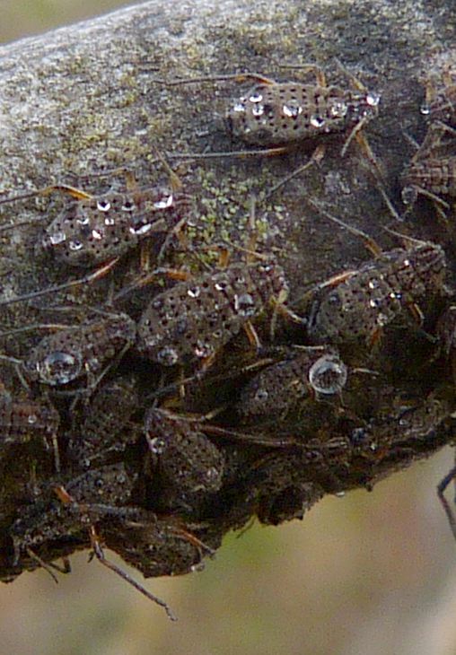 Tuberolachnus salignus