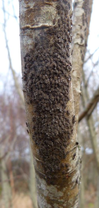 Tuberolachnus salignus