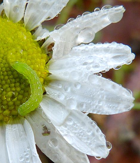 Unknown caterpillar