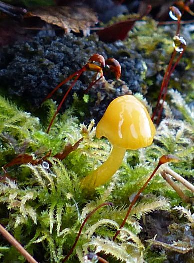 Hygrocybe psittacina