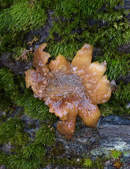 Scleroderma citrinum, decayed remains