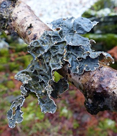 Lobaria scrobiculata