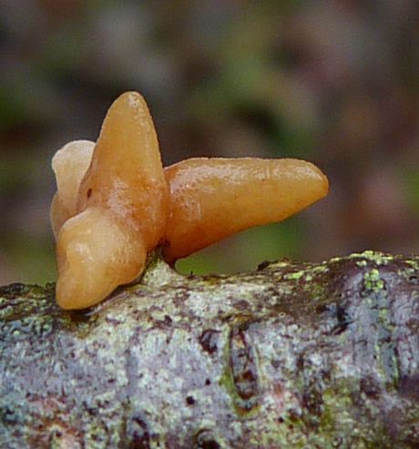 Macrotyphula fistulosa var contorta