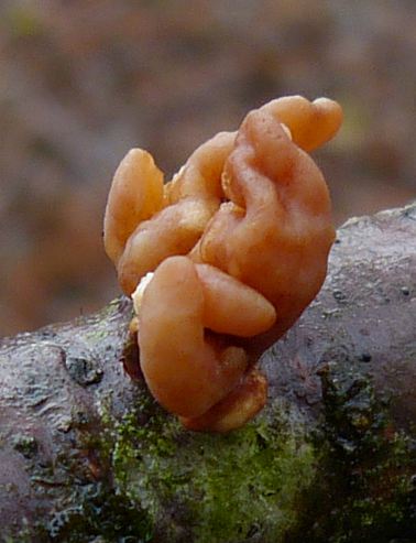 Macrotyphula fistulosa var contorta