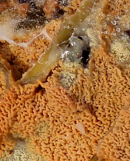 Phlebia tremellosa