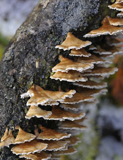 Plicatura crispa