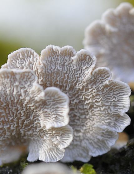 Plicatura crispa