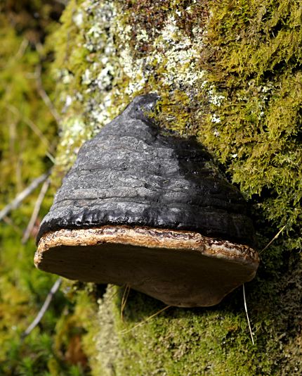 Fomes fomentarius