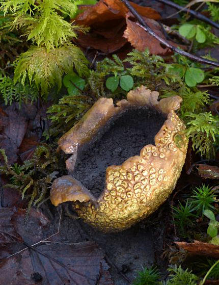 Scleroderma citrinum
