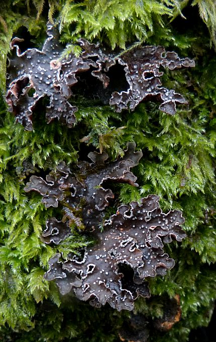 Pseudocyphellaria norvegica