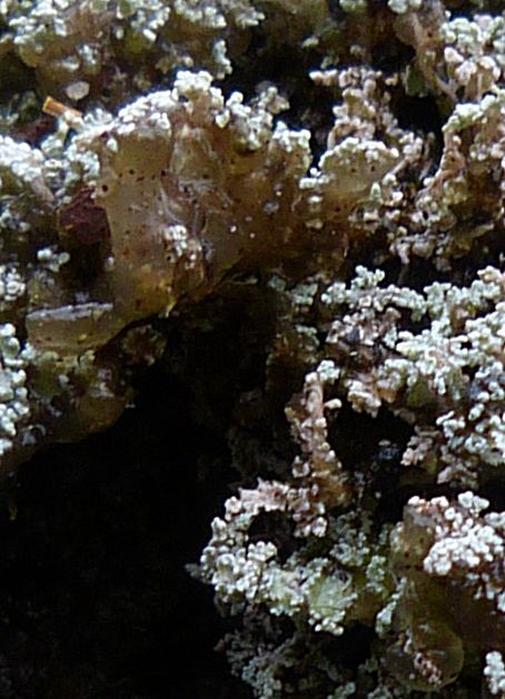 Stereocaulon vesuvianum