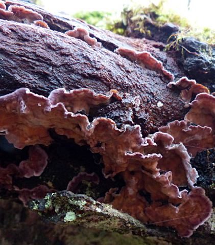 Chondrostereum purpureum
