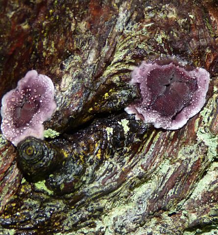 Chondrostereum purpureum