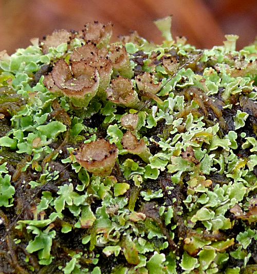 Cladonia pyxidata