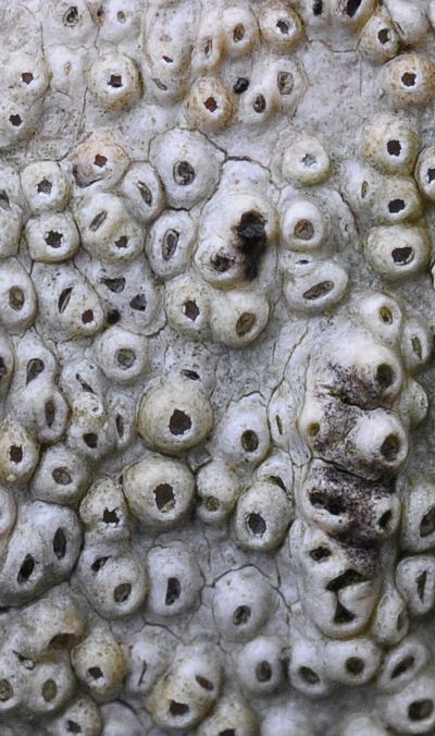 Thelotrema lepadinum