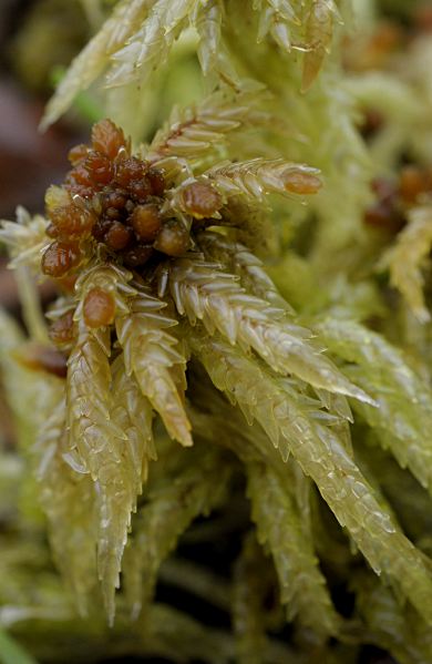 Sphagnum palustre
