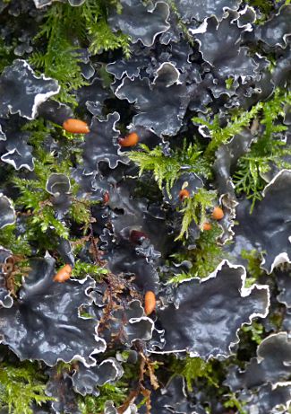Peltigera hymenina