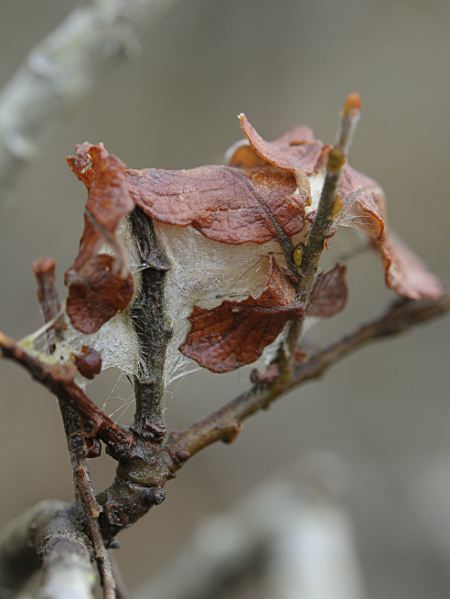 Web on Salix aurita