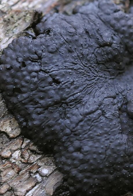 Hypoxylon multiforme