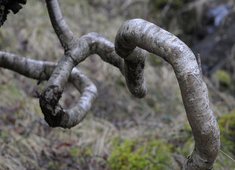 Twisted branch